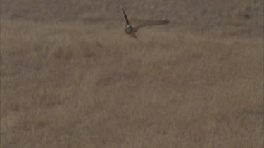 Kestrel in flight, trees and blue skies in background