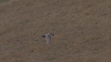 Pigeon in flight, grassland in background.