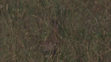 rabbit fleeing through grass