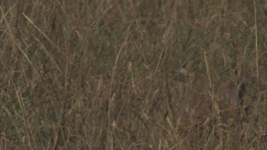 rabbit fleeing through grass