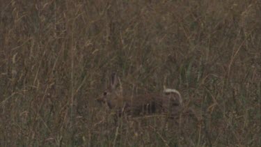 best rabbit fleeing through grass white tail flashing escape