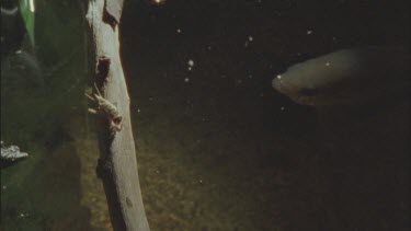 cricket on branch with archer fish in water below