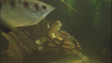 long necked turtle eats cricket