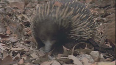 in leaf litter tongue searches for ants termites