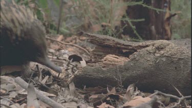 in leaf litter tongue searches for ants termites