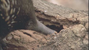 in log tongue searches for ants termites