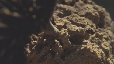 slow mo tongue 17cm long flicking into termite mound