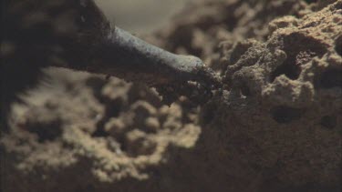 slow mo tongue 17cm long flicking into termite mound