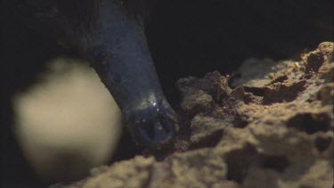 slow mo tongue 17cm long flicking into termite mound