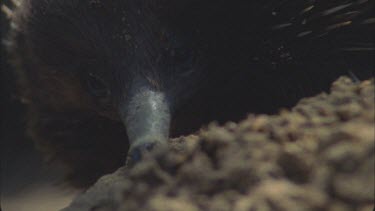 front view slow mo tongue 17cm long flicking into termite mound