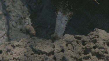 slow mo tongue 17cm long flicking into termite mound