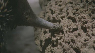 slow mo tongue 17cm long flicking into termite mound