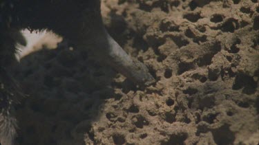 slow mo tongue 17cm long flicking into termite mound