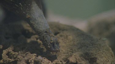 slow mo tongue 17cm long flicking into termite mound