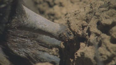 slow mo tongue 17cm long flicking into termite mound claw tearing at mound