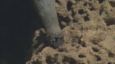 slow mo tongue 17cm long flicking into termite mound claw tearing at mound