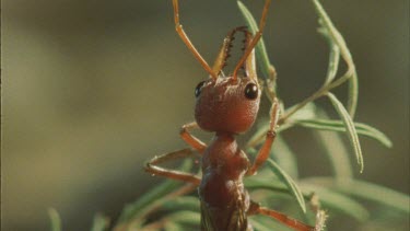 winged elate head thorax mandibles and antennae