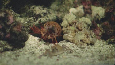 Stomatopod attacks crab and takes its prey into its cave