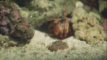 Stomatopod moves towards crab