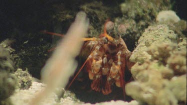 Stomatopod attacks and gram shrimp