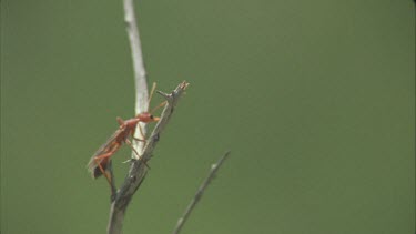 Winged Bulldog ant elate climb to top of dead stalk and flies off. Shot against green screen