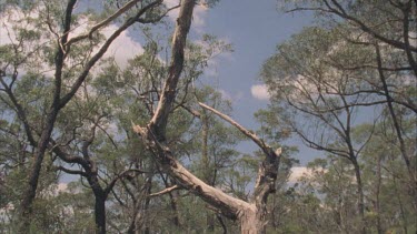 Zoom in on winged bulldog ant as it climbs up dead stalk branch