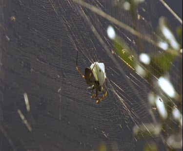 spider in golden web wraps butterfly up