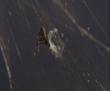 spider in golden web wraps butterfly up