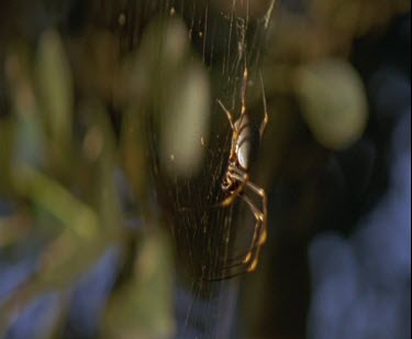 spider moving on web