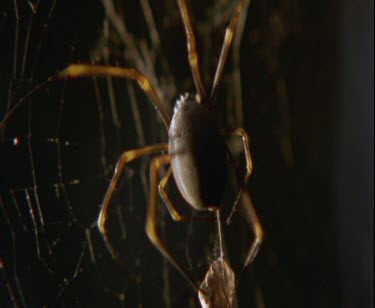 spider wraps butterfly in silk