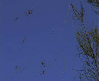 group of spiders on silken web
