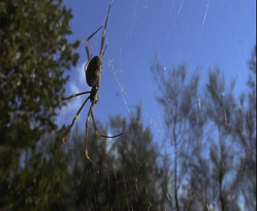 spider on web