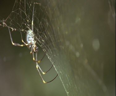 spider on web