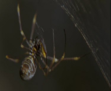 spider wraps up beetle caught in web