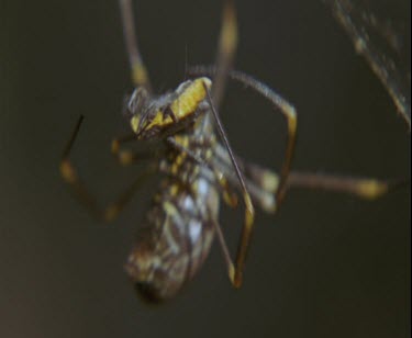 spider drops wrapped up beetle