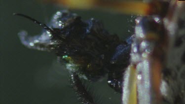 sucking body juices from insect masticate