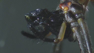 sucking body juices from insect masticate