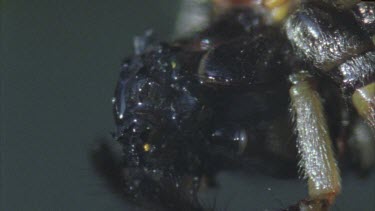 sucking body juices from insect masticate
