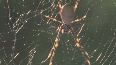 in web backlit