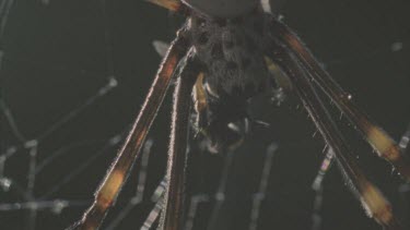 sucking body juices from insect masticate
