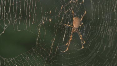 spider in web