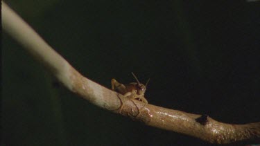 archer fish water bullet knocks grasshopper of branch