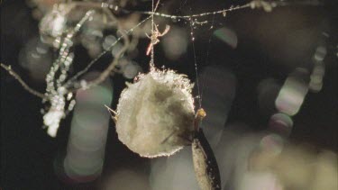 red back spiderlings emerges from egg sac and others emerging from inside