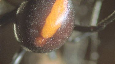 redback red strip on abdomen prominent identification