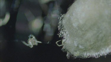 red back spiderlings emerge from egg sac