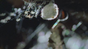 red back spiderlings emerge from egg sac and female in background