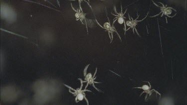 red back spiderlings clambering over web