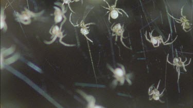 red back spiderlings clambering over web