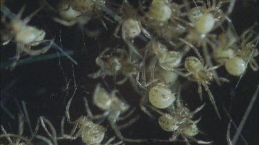 dozens of red back spiderlings clambering over web