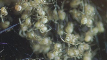 red back spiderlings in huge numbers clambering over web